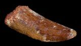 Bargain Inch Carcharodontosaurus Tooth #4222-2